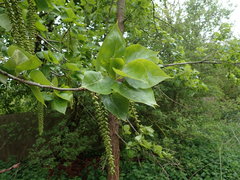 Populus