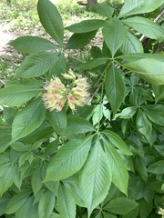 Aesculus glabra glabra