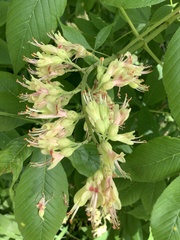 Aesculus glabra glabra