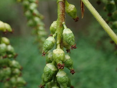 Populus
