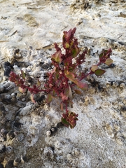 Oxybasis macrosperma