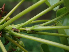 Populus