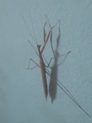 Eumusonia