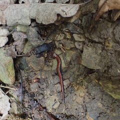 Plethodon ventralis