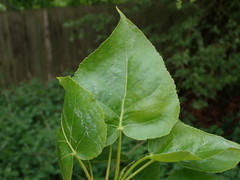Populus