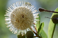 Cephalanthus salicifolius