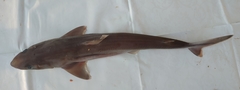Longnose Spurdog photo 2