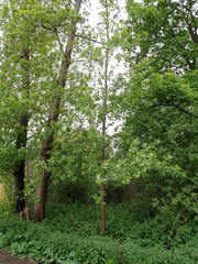 Populus