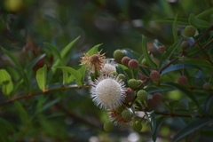 Cephalanthus salicifolius
