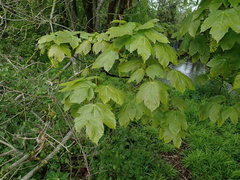 Acer pseudoplatanus