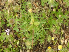 Trifolium hirtum
