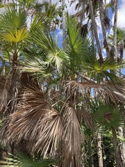 Acoelorraphe wrightii