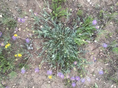 Astragalus laxmannii robustior