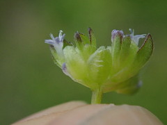 Valerianella locusta