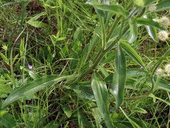 Echinacea angustifolia