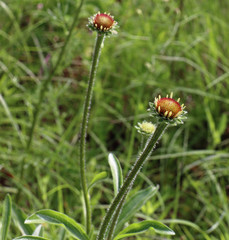 Echinacea angustifolia