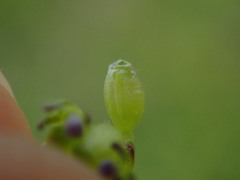 Valerianella locusta