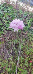 Allium roseum