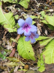 Streptocarpus primulifolius