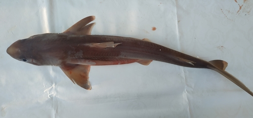 Longnose spurdog (Squalus blainville) — Squalidae — 2
