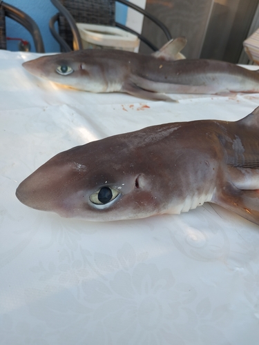 Longnose spurdog (Squalus blainville) — Squalidae — 3