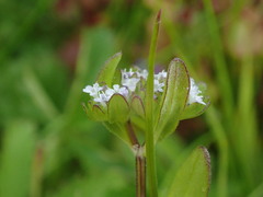 Valerianella locusta