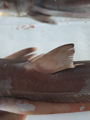 Longnose spurdog (Squalus blainville) — Squalidae — 4