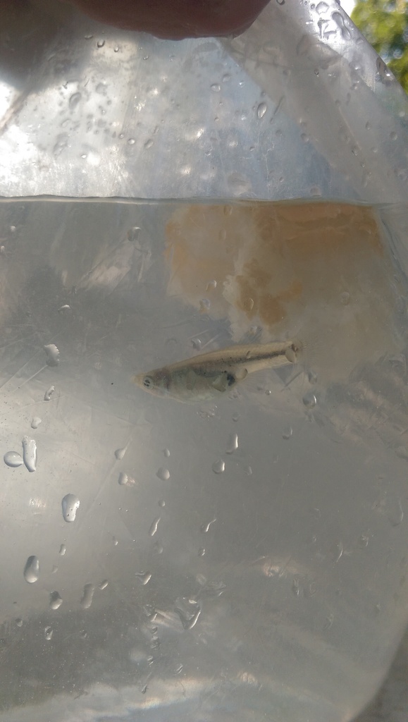 Panuco Gambusia
