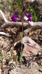 Linaria elegans