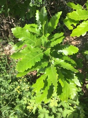 Quercus robur