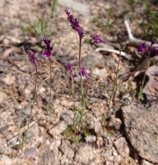 Linaria elegans