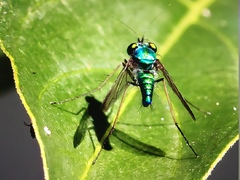 Condylostylus crinitus