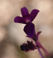 Linaria elegans