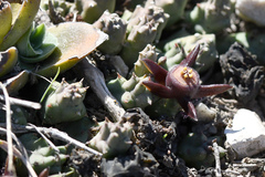 Duvalia caespitosa