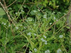 Valerianella locusta