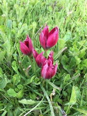 Tulipa humilis