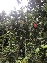 Hibiscus × archeri
