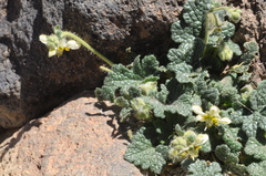 Blumenbachia prietea