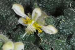 Blumenbachia prietea