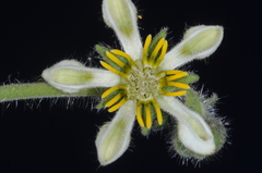Blumenbachia prietea