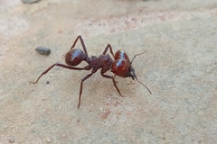 Atta laevigata