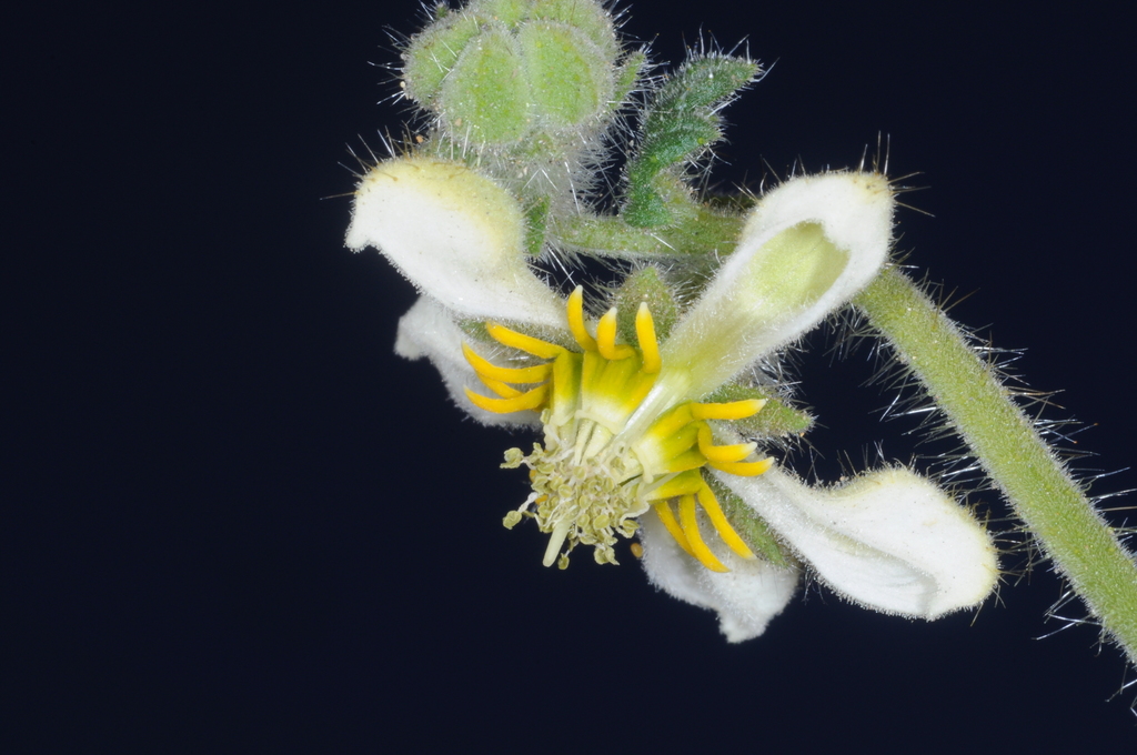 Blumenbachia prietea