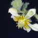 Blumenbachia prietea - Photo (c) aacocucci, algunos derechos reservados (CC BY-NC), subido por aacocucci