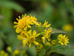 Solidago cuprea
