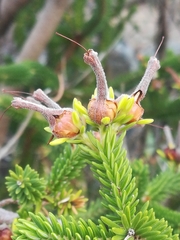 Erica brachialis