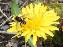 Anasimyia anausis