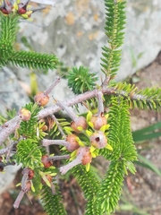 Erica brachialis