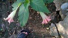 Brugmansia sanguinea