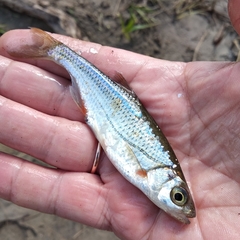 Alburnoides rossicus