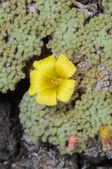 Oxalis erythrorrhiza